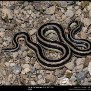Rosy Boa In Baja