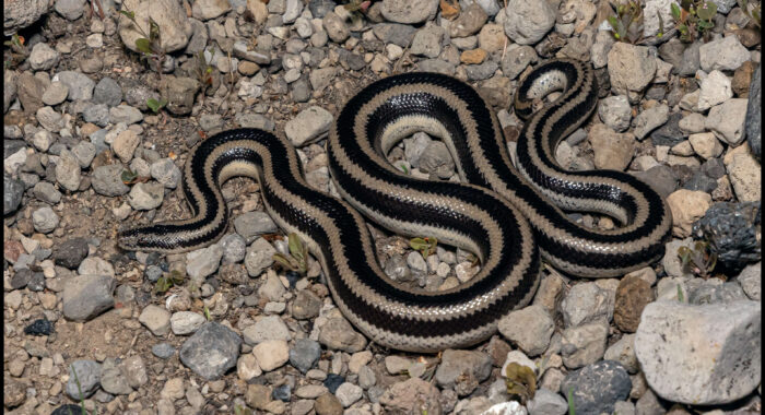 Rosy Boa In Baja