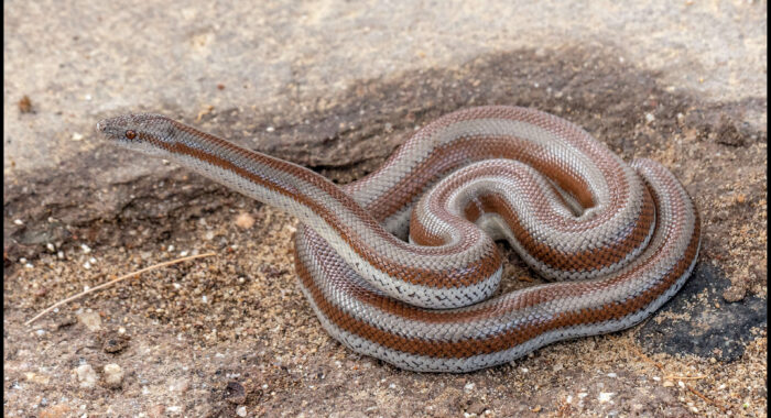 Rosy Boa from Baja California
