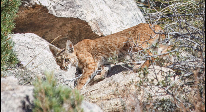 Young Bobcat