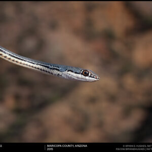 Sonoran Whipsnake