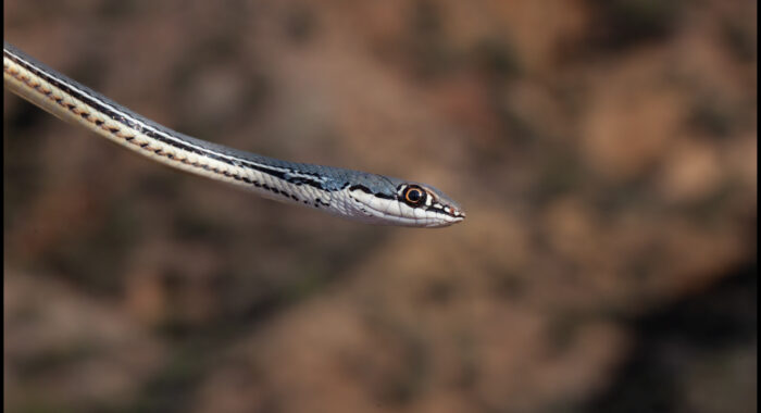 Sonoran Whipsnake