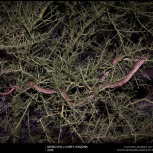 Coachwhip Sleeping In A Tree