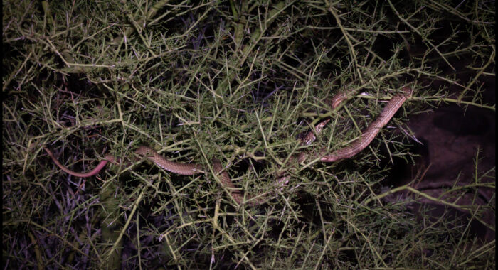 Coachwhip Sleeping In A Tree