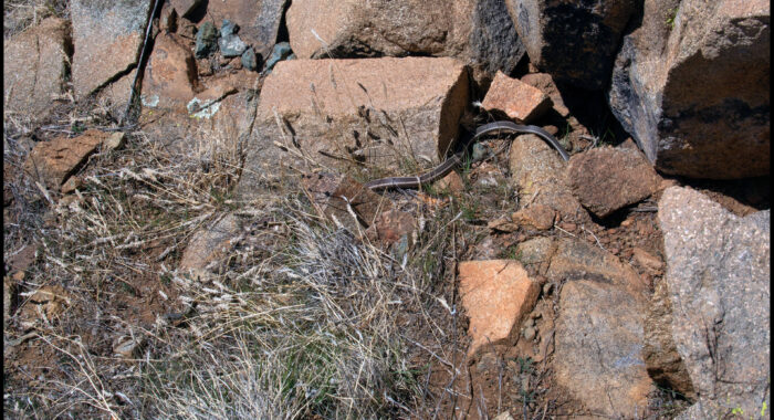 Striped Whipsnake At A Rattlesnake Den