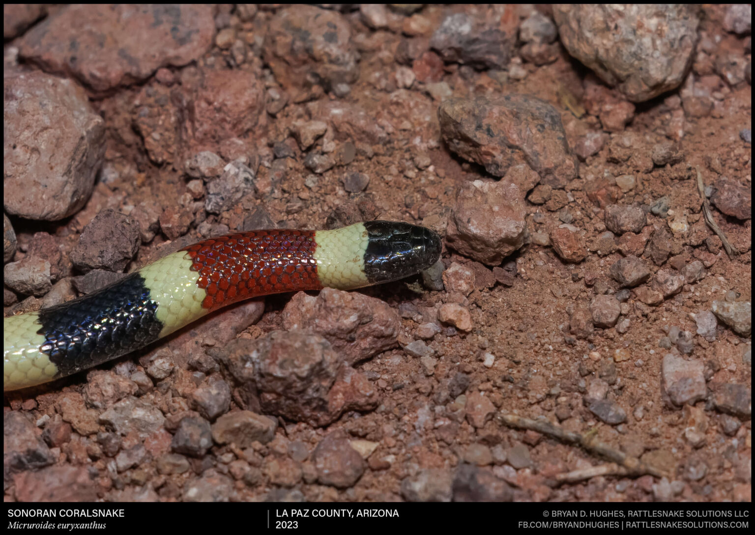 Photo inspiration: Feeding A Juvenile Sonora Coralsnake Reference: Sonoran Coralsnake Close Up