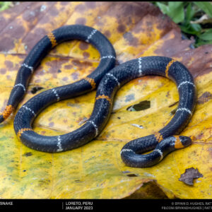 Hemphric’s Coralsnake and Its Mimic