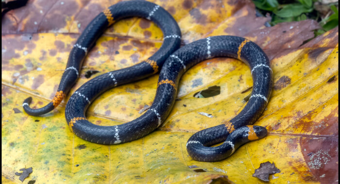 Hemphric’s Coralsnake and Its Mimic