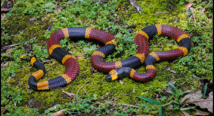 Costa Rican Coralsnake In The Grass