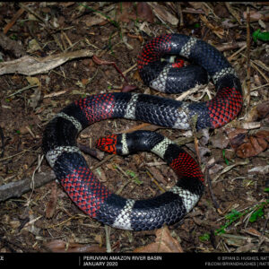 Aquatic Coralsnake in Peru