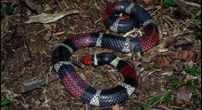 Aquatic Coralsnake in Peru