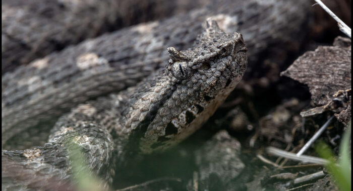 Black Tailed Horned Viper in Mexico