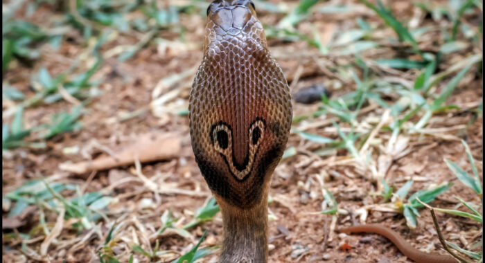Baby Indian Cobra