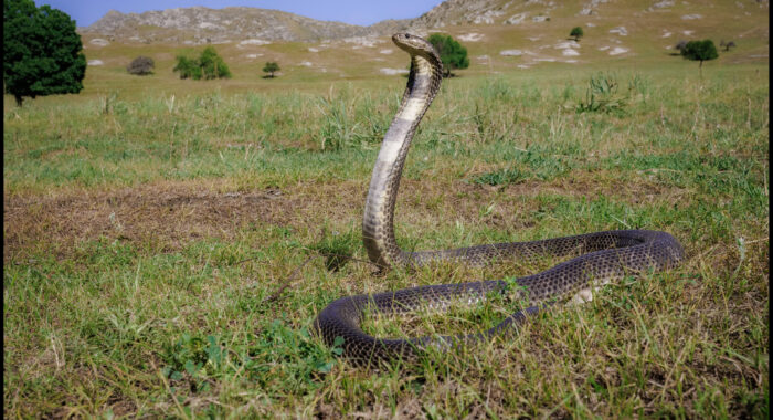 Caspian Cobra in Uzbekistan