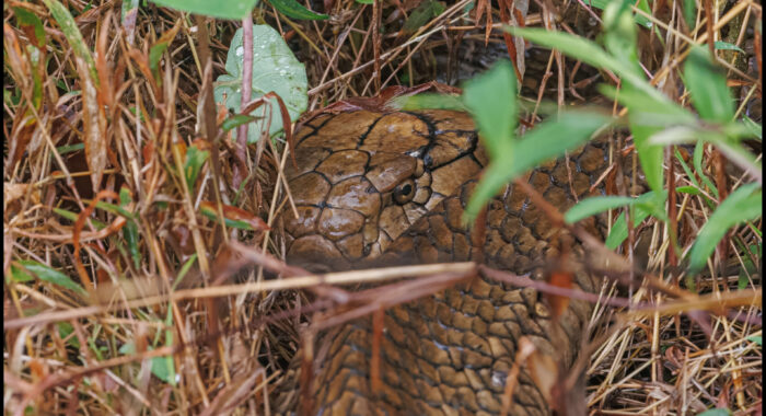 Western Ghats King Cobra Sleeping In The Grass