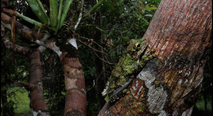 Cabrara’s Slender Legged Treefrog