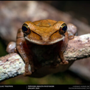 Flat Headed Bromeliad Frog