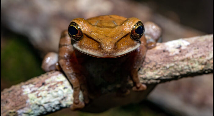 Flat Headed Bromeliad Frog Flat Headed Bromeliad Frog