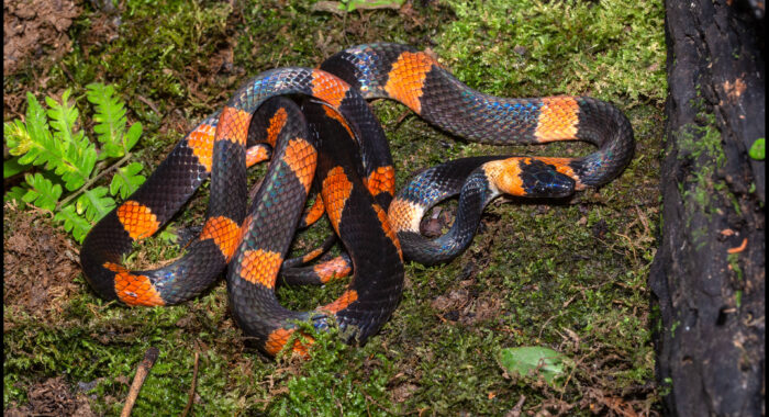Banded Calico Snake
