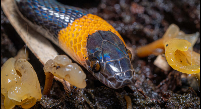 Black Headed Calico Snake