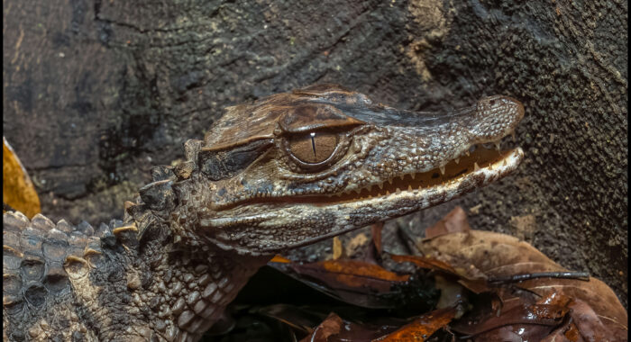 Smooth Fronted Caiman Up Close