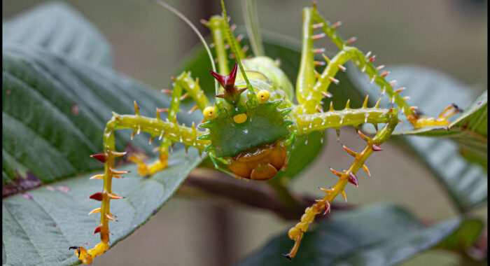 Spiny Devil Katydid
