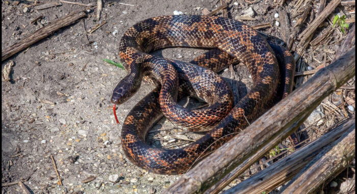 Texas Ratsnake from Louisiana