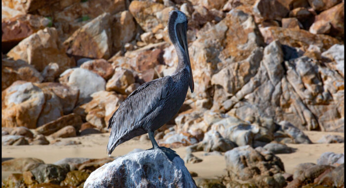 Pelican on a Desert Island in Mexico
