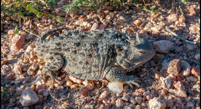 Greater Short Horned Lizard