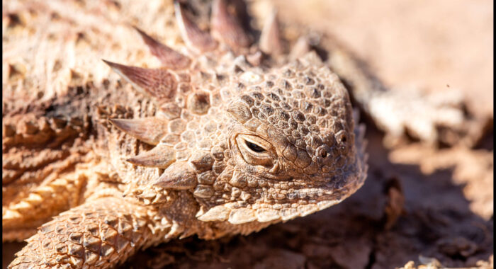 Regal Horned Lizard