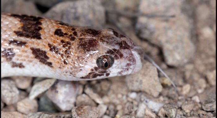 Saddled Leafnosed Snake Close Up
