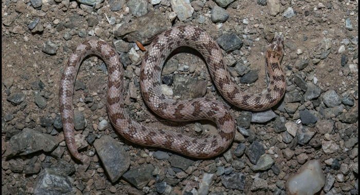 Spotted Leaf-nosed Snake