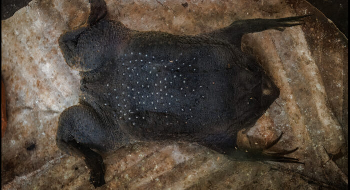 Suriname Toad With Eggs