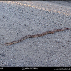 Young Sonoran Gophersnake On The Move