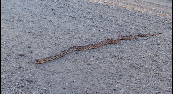 Young Sonoran Gophersnake On The Move