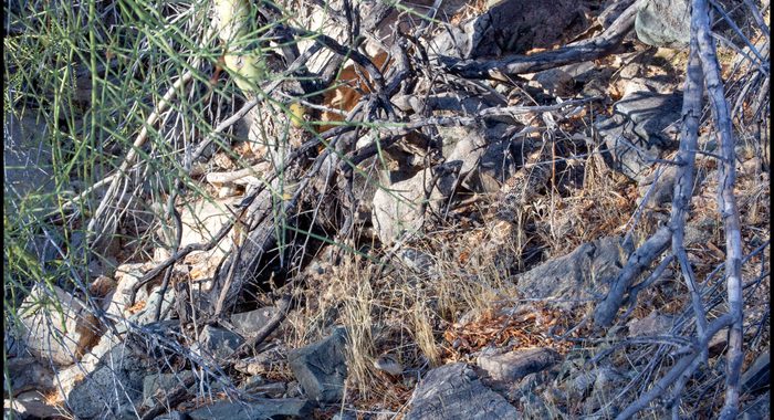 Sonoran Gophersnake Hiding in Plain Sight