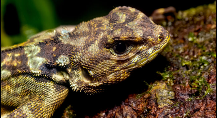 Collared Tree Runner from Peru