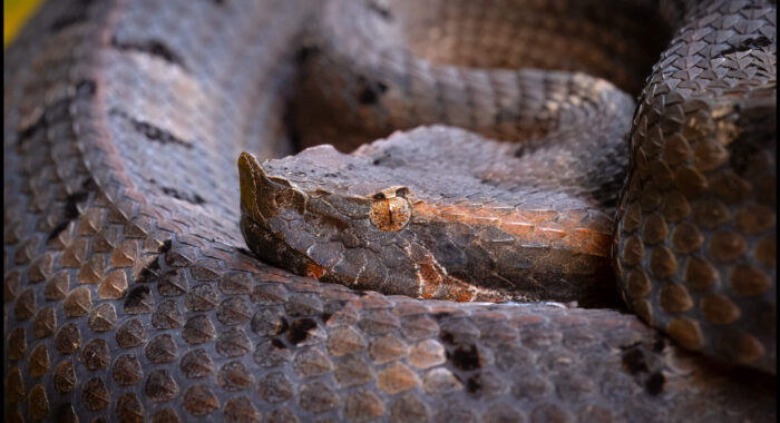Rainforest Hognosed Pitviper Closeup