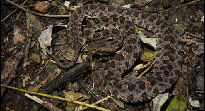 Slender Hognosed Pit Viper