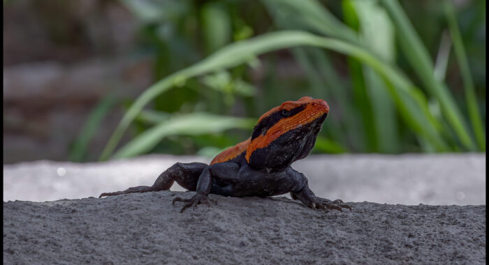 South Indian Rock Agama