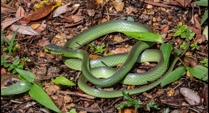 Greater Green Snake