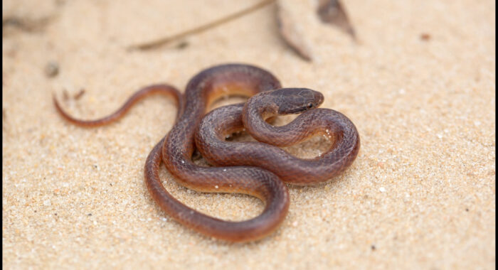Pine Woods Snake