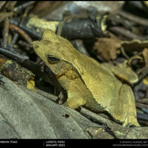 South American Common Toad