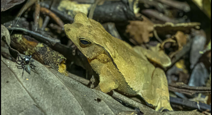 South American Common Toad