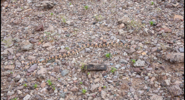 Longnosed Snake in the Daytime
