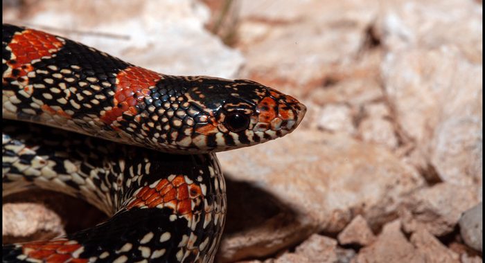 A Colorful Longnosed Snake