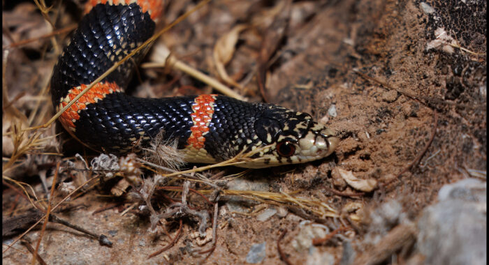 Longnosed Snake with Bright Red Bands