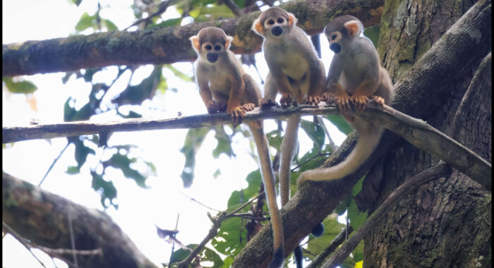 Squirrel Monkeys Watching Us