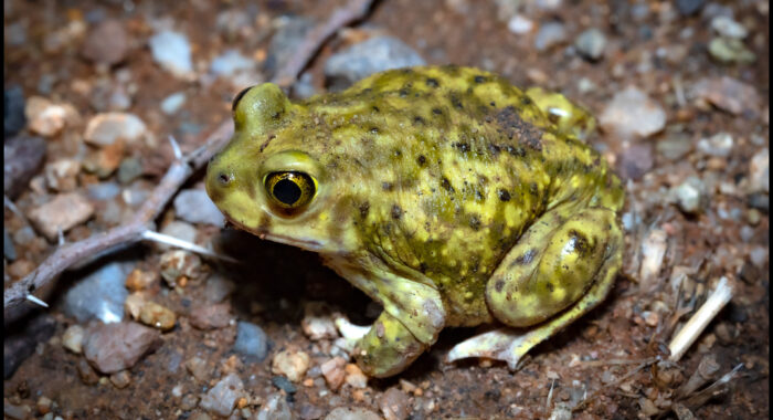 Couch’s Spadefoot