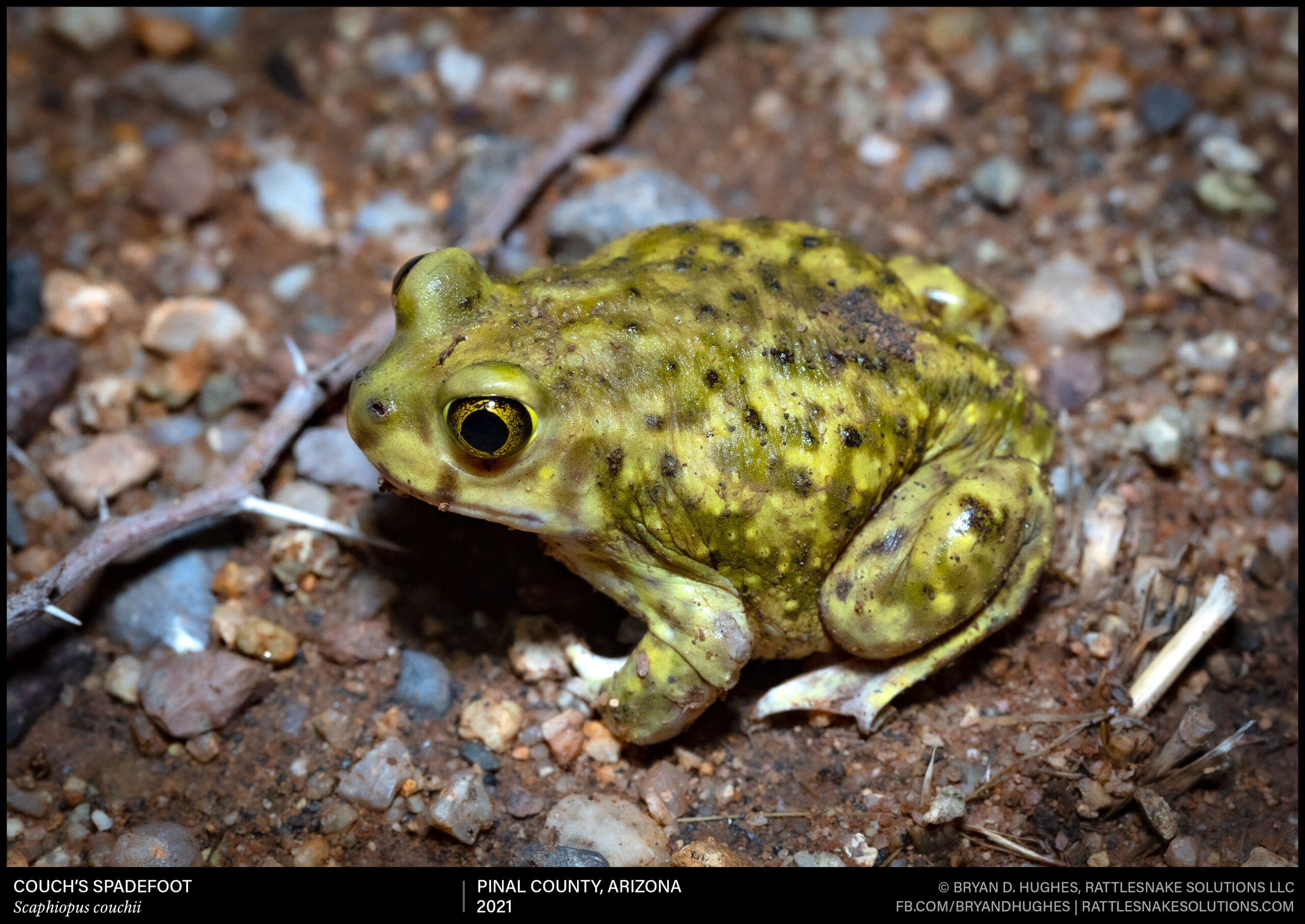 Scaphiopus-couchii_4701-Edit-